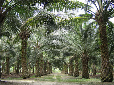 20120525-palm oil Oilpalm_malaysia.jpg